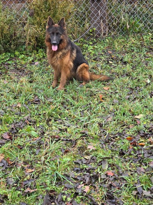 Sprzedam owczarka niemieckiego