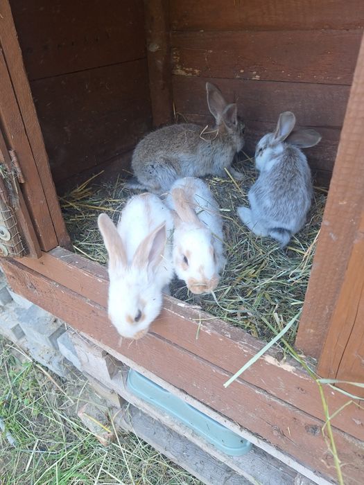 Sprzedam kroliki mięsne