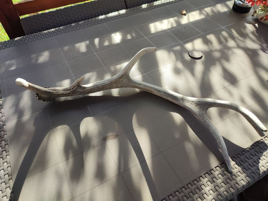 Róg poroże jelenia