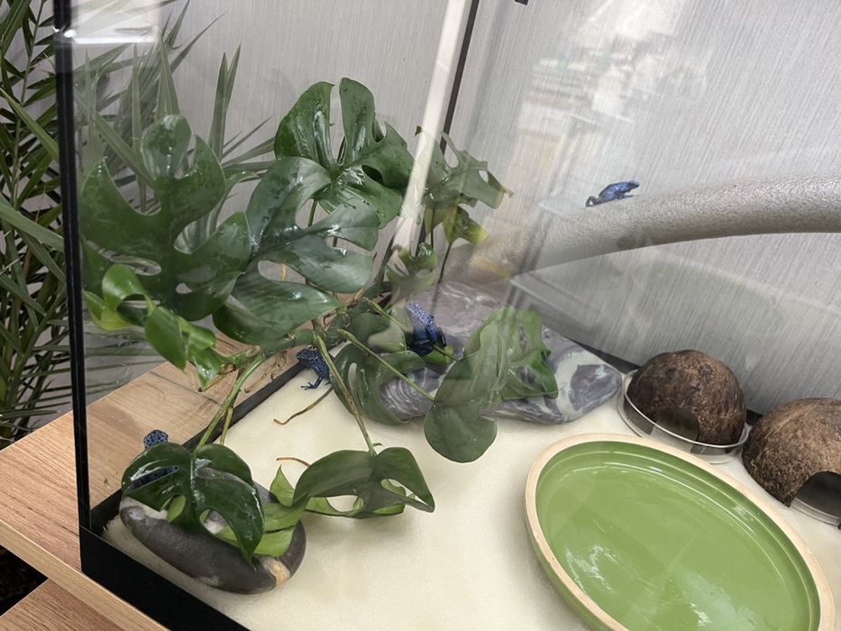 Укомплектованый и оборудованный аквариум террариум с тумбой и питомцам