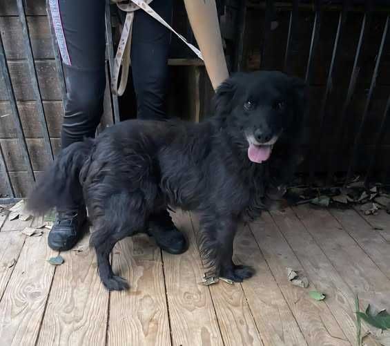 W Krzywczy znaleziono psa, jeśli ktoś rozpoznaje proszę o kontakt.