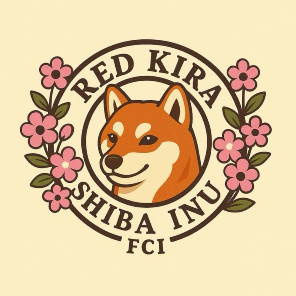 Hodowla Red Kira Shiba Inu