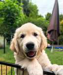 Golden Retriever ZKwP FCI Już do odbioru