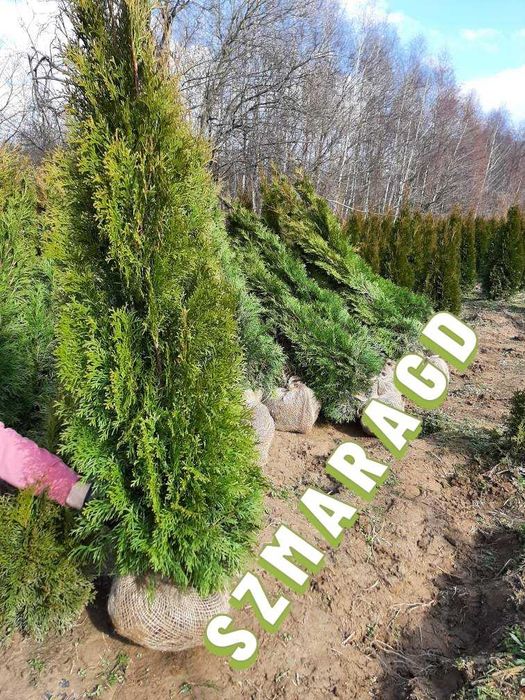 Tuja Szmaragd 250 , 220 cm SADZIMY (dostawa GRATIS cały kraj)