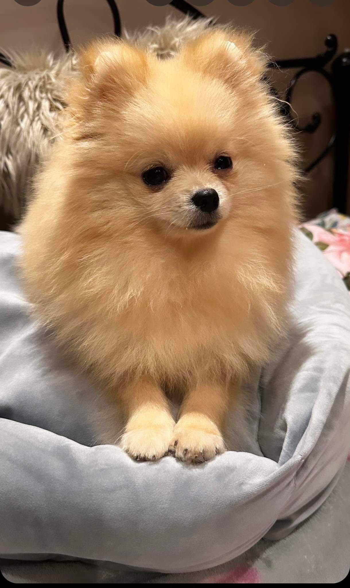 Szpic miniaturowy pomeranian samiec