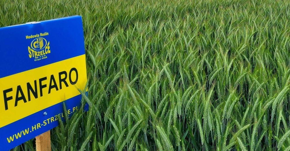 Pszenżyto ozime FANFARO C1, nasiona kwalifikowane