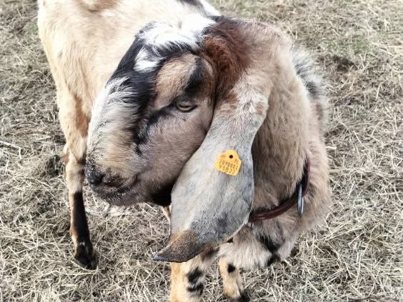 Kozioł anglonubijski