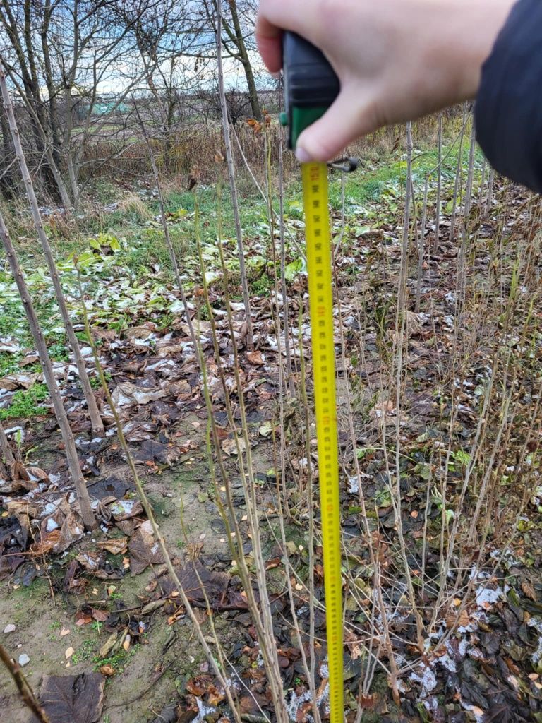 Morwa biala czarna 120-150cm