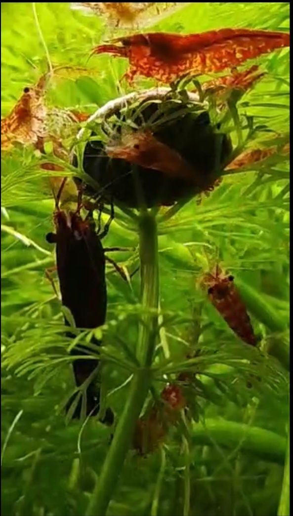 Neocaridina. Camarões para aquário red cherry