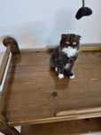 Gatinho Scotish Fold Longhair