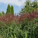 Miskant chiński 'Malepartus' (Miscanthus sinnesis)