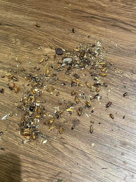 Яд Advion Cockroach Gel гель від тарганів Адвион отрута ОРИГIНАЛ США