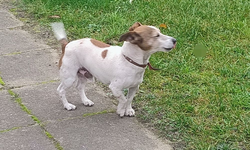 Oddam w dobre ręce Jack Russell Terrier