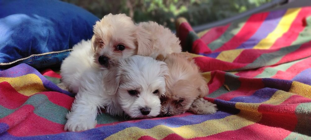 Maltipoo chłopiec Warszawa pudel maltańczyk