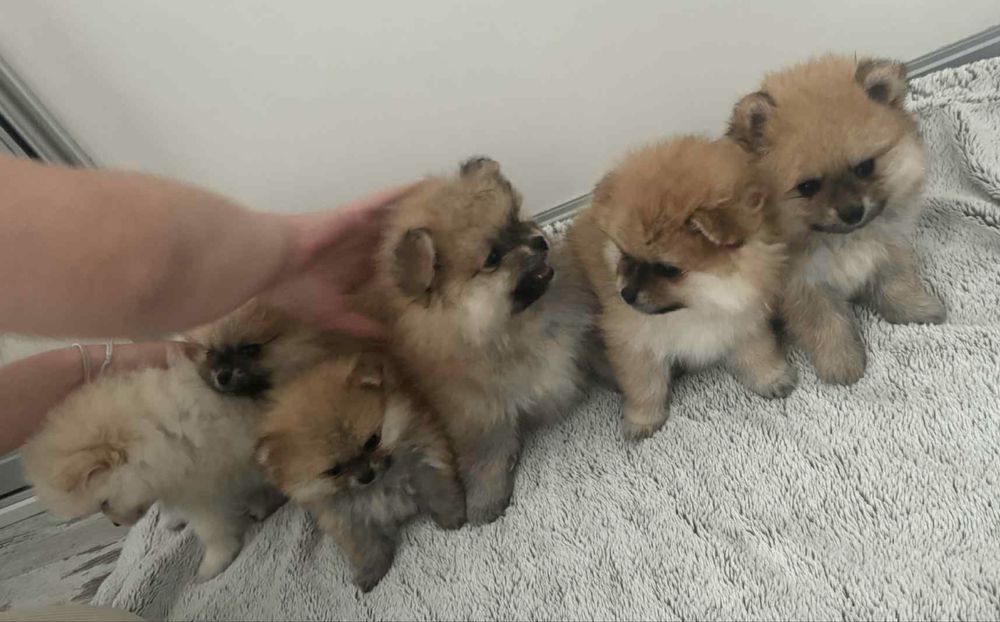 Pomeranian szpic miniaturowy boo misiu xs