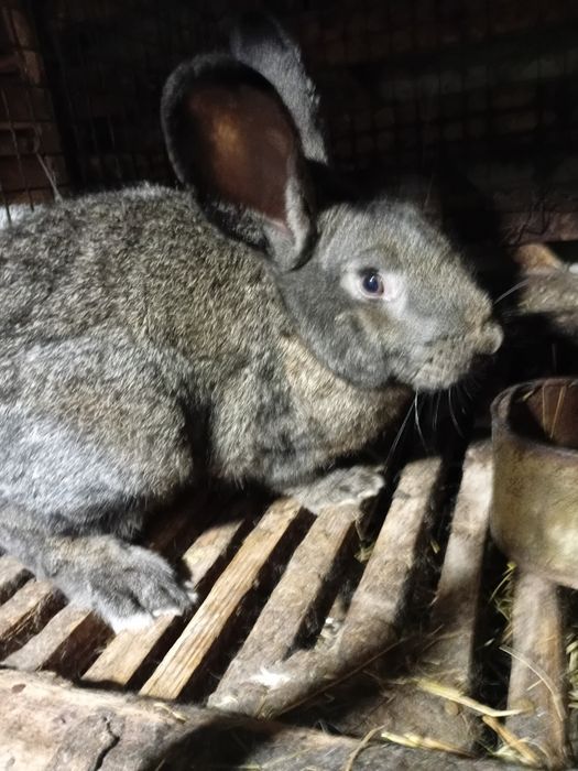 Продам кроликов Шиншила
