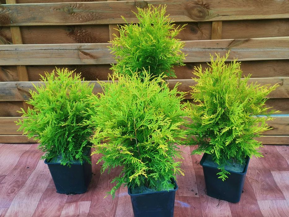 Złota kulka Thuja Golden Globe 4 letnia 6 sztuk