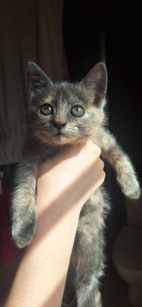 Віддам кошеня безкоштовно