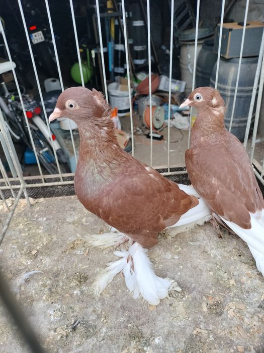 Wyszwance kończate młode