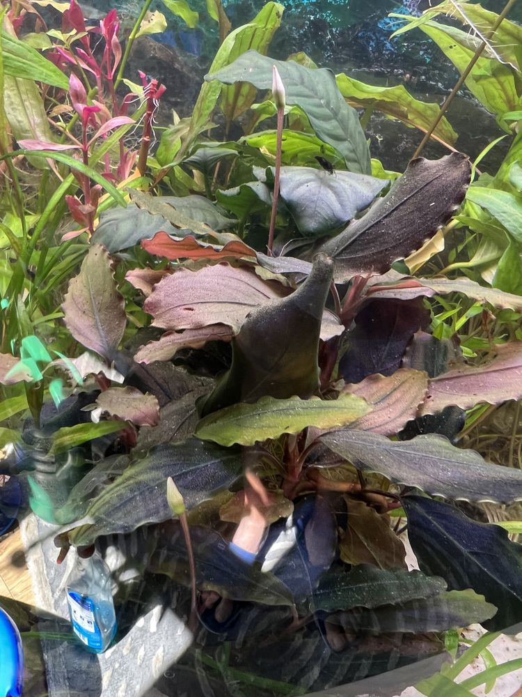 Bucephalandra sp Copper roślinka akwariowa