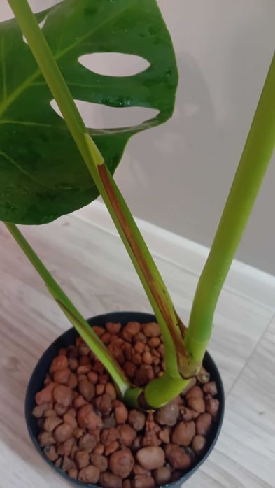 Монстера | Monstera deliciosa