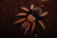 Паук птицеед - яркий тарантул, большой паук разные  виды