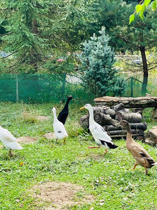 Hodowla kaczek  BIEGUS INDYJSKI Czystej Rasy