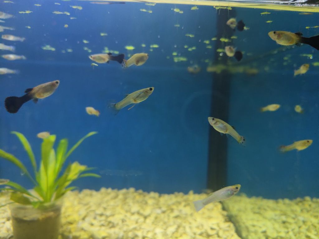 Guppys variados criação própria