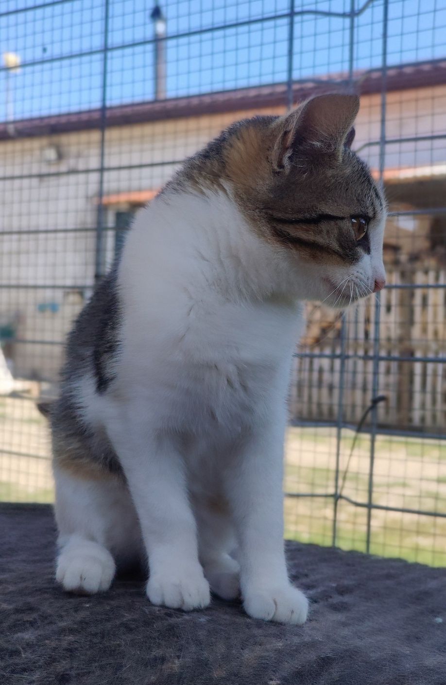 Przekochan Stokrotka gorąco poleca się do adopcji .. :)
