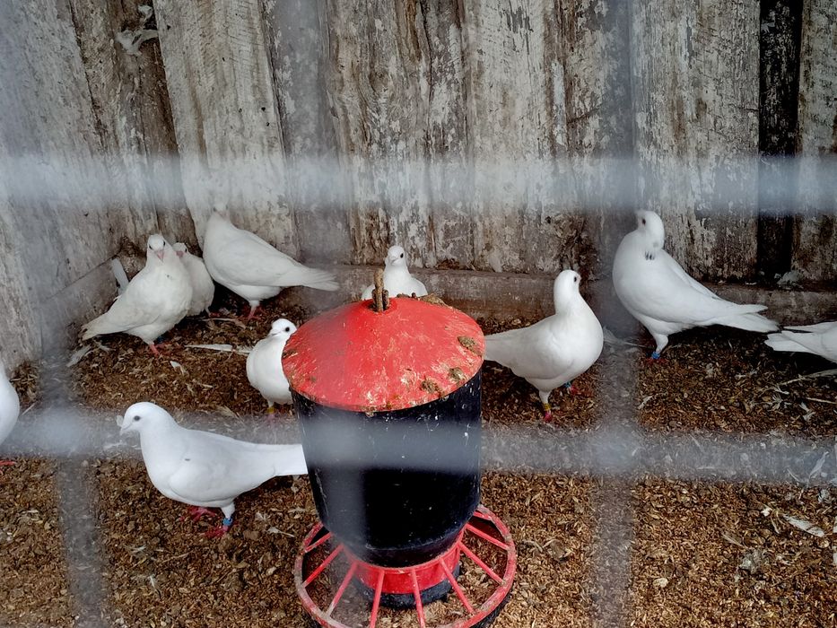 Pocztowe białe młode zamiana za zboże