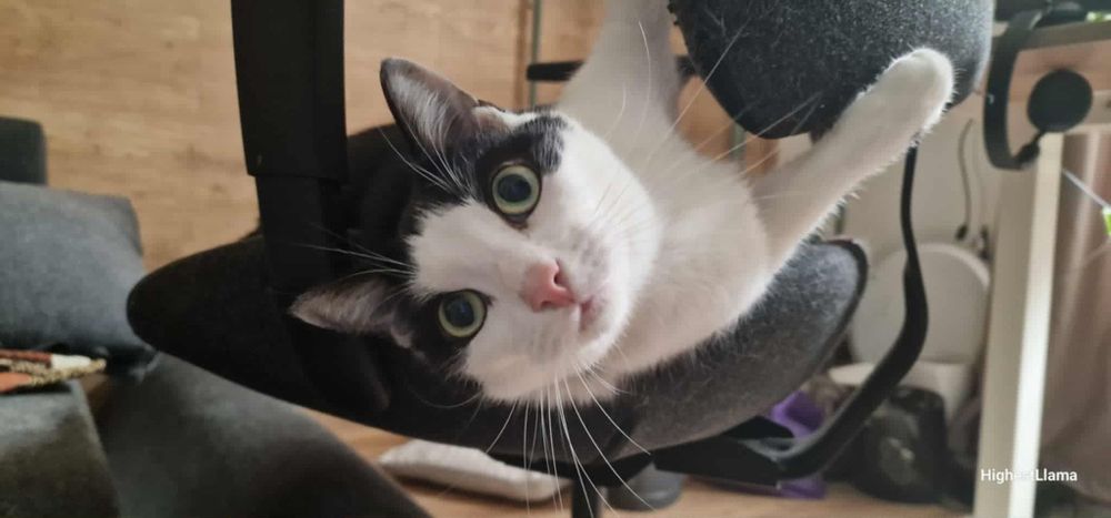 Spokojny dwupak do adopcji