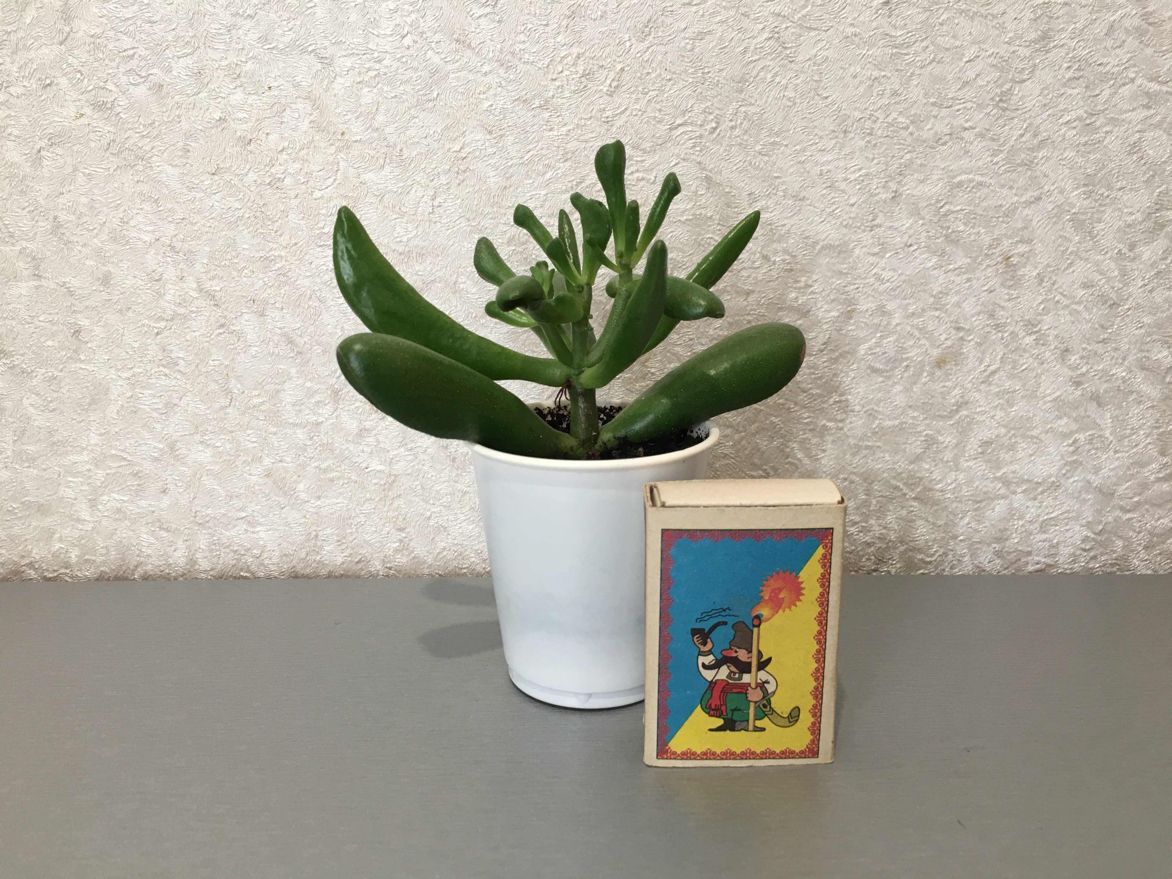 Суккулент крассула Коралл