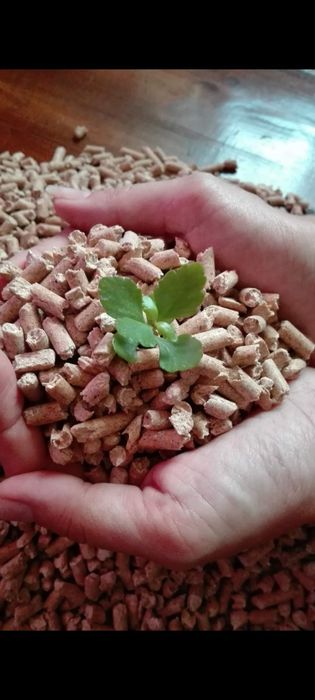 Pellet drzewny z sosny