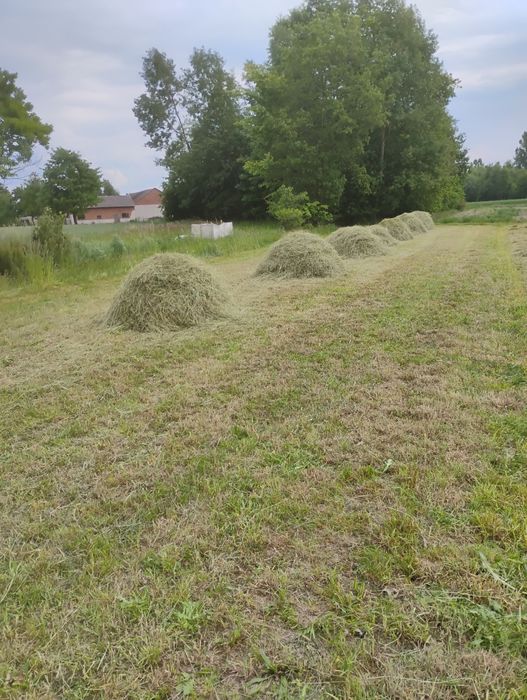 Siano w małej kostce