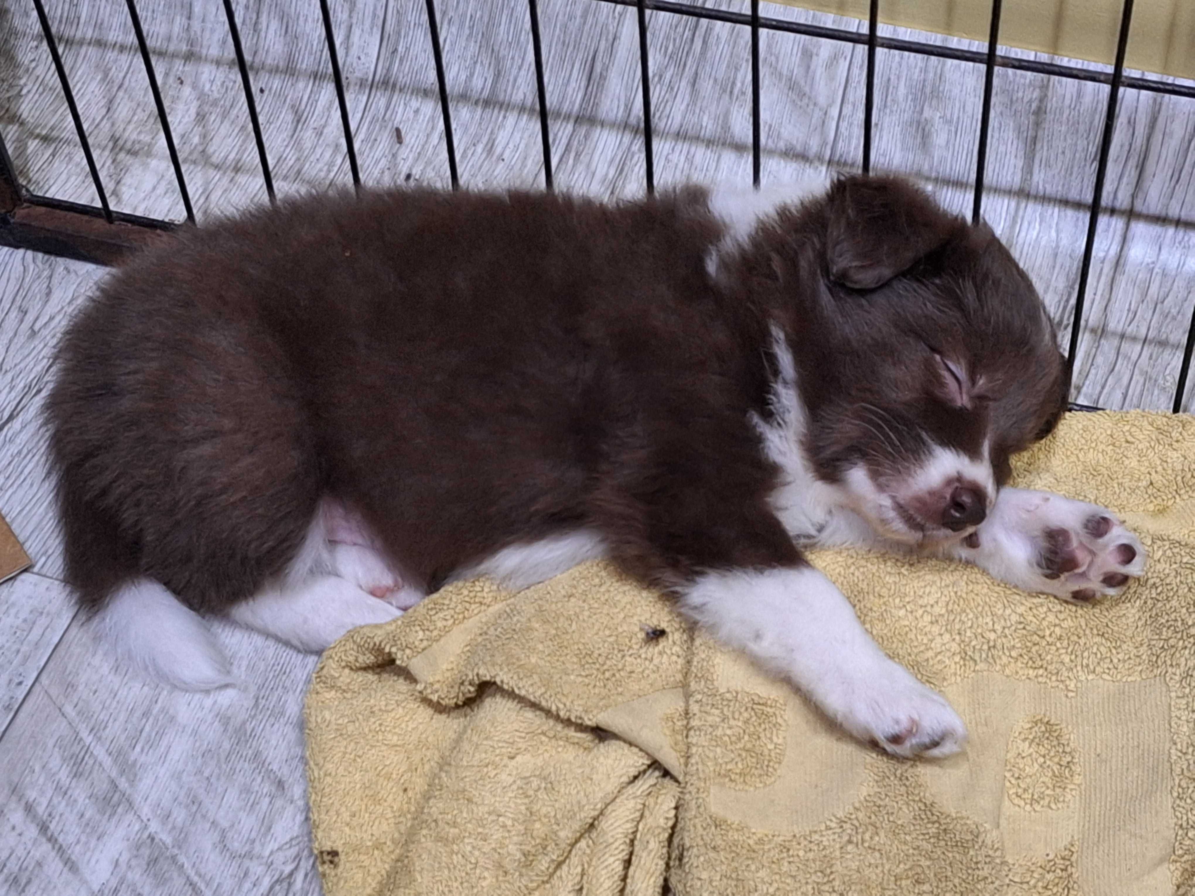 Suczka Border Collie Czekoladowa