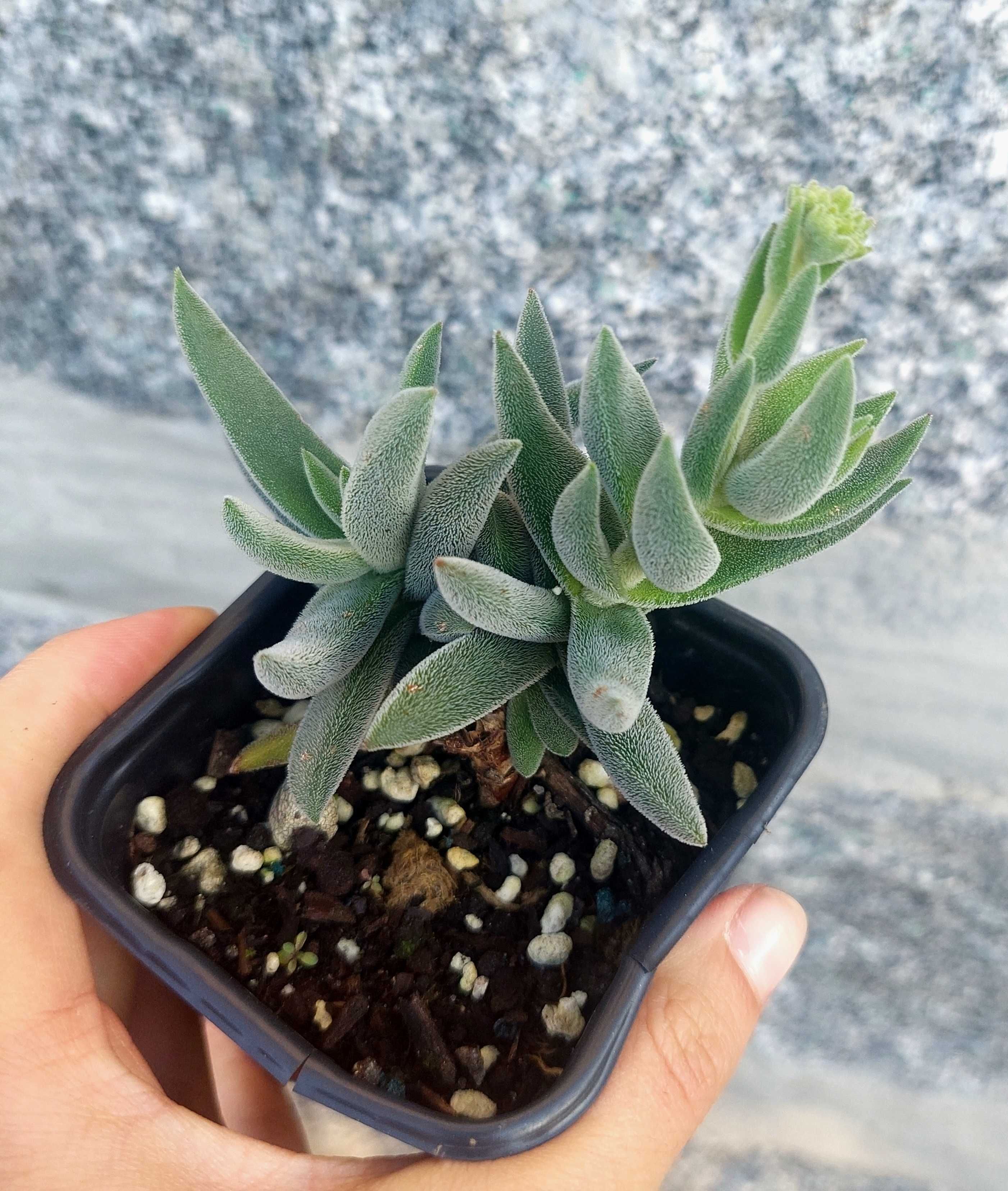 Suculentas variadas 3,5€/ cada