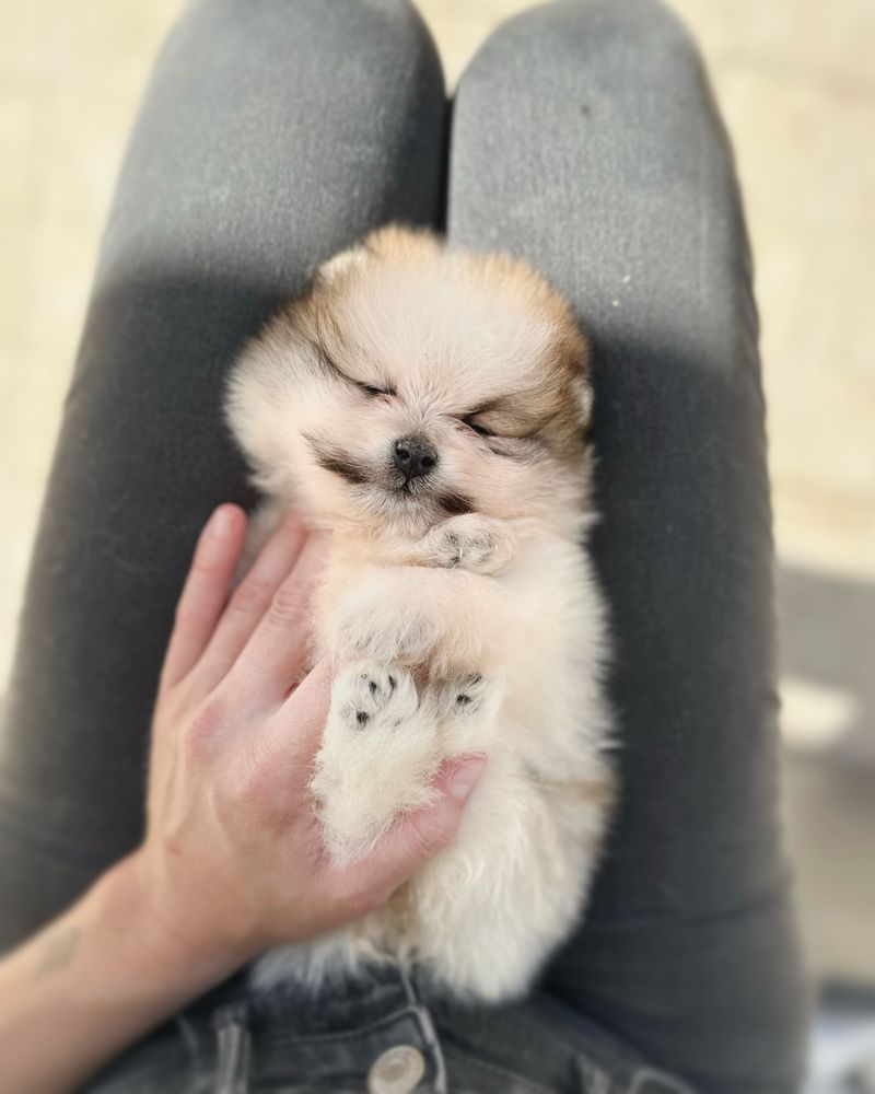 Lulu da pomerânia com LOP,  linhagem Russa, spitz alemão anão