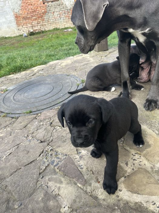 Цуценята кане корсо в добрі руки