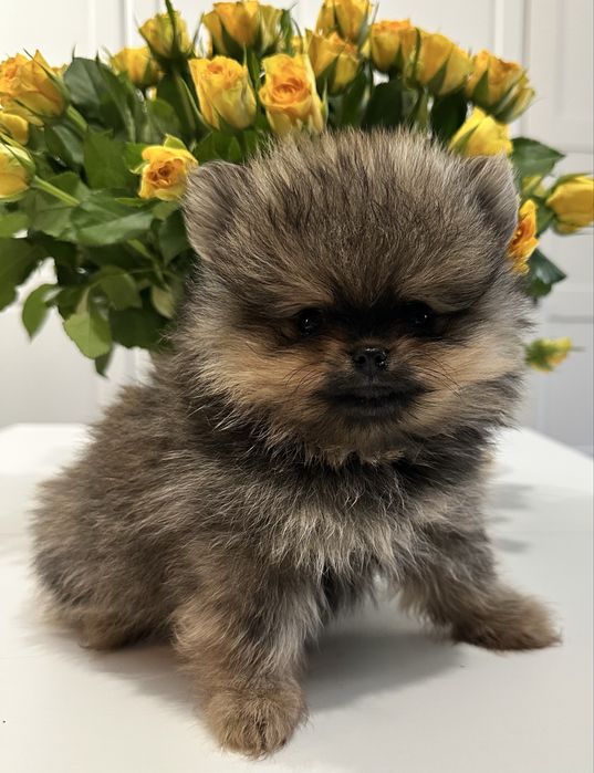 Pomeranian miniaturowy- misiek Baddy