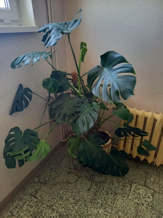 Monstera duży okaz