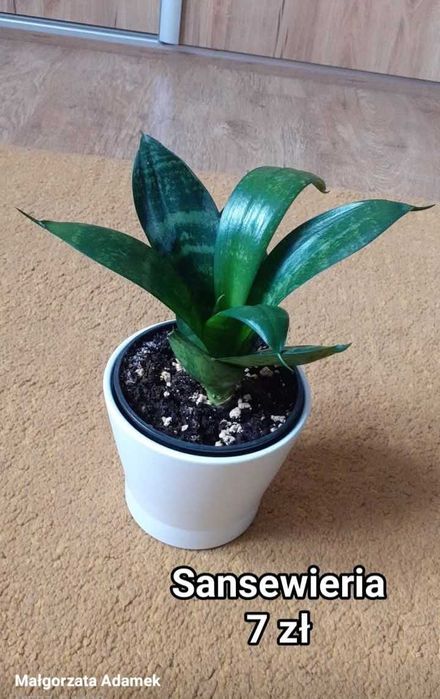 Rośliny doniczkowe, kwiaty doniczkowe