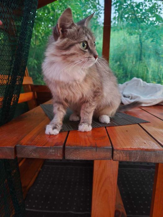 Кішечка безкоштовно