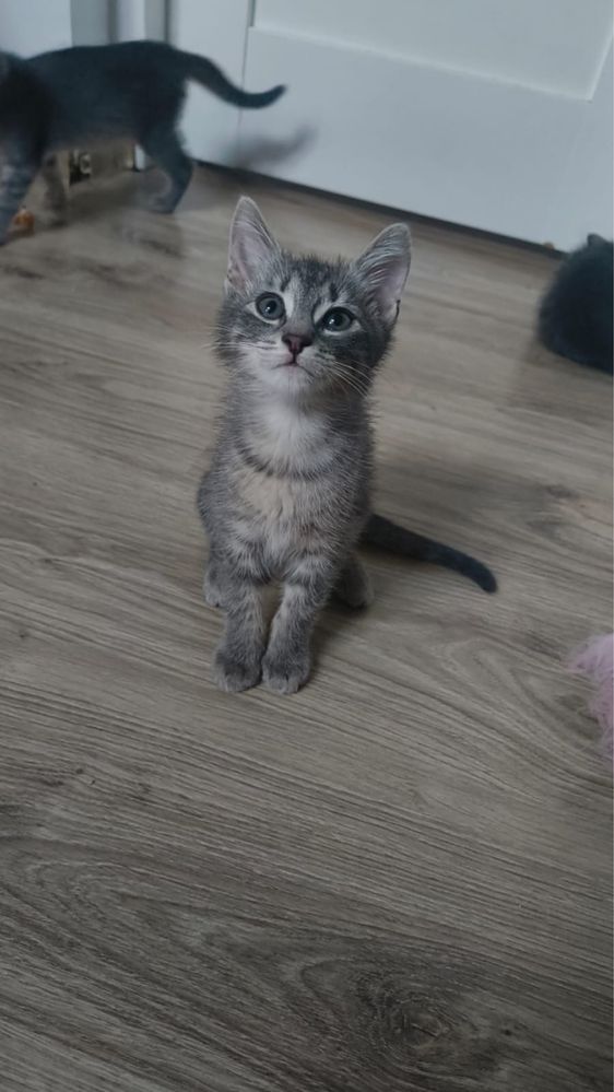 Pokochaj i Przygarnij Maksia i Pixela