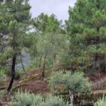 Terreno  para venda