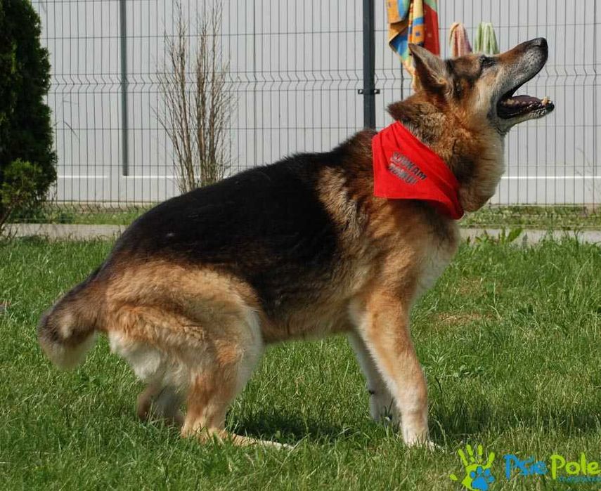 Chromek-dojrzały dzieciak