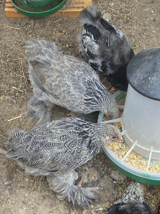 Ovos Férteis para Incubação de várias raças e pintos BRAHMA
