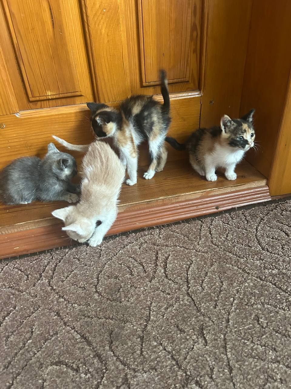 Кошенята в добрі руки