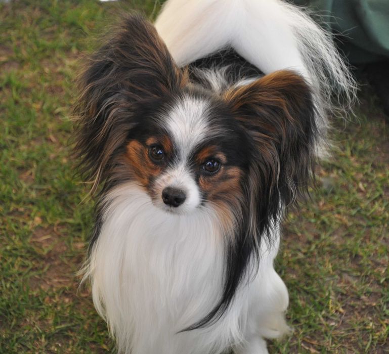 Papillon, suczka ZKwP