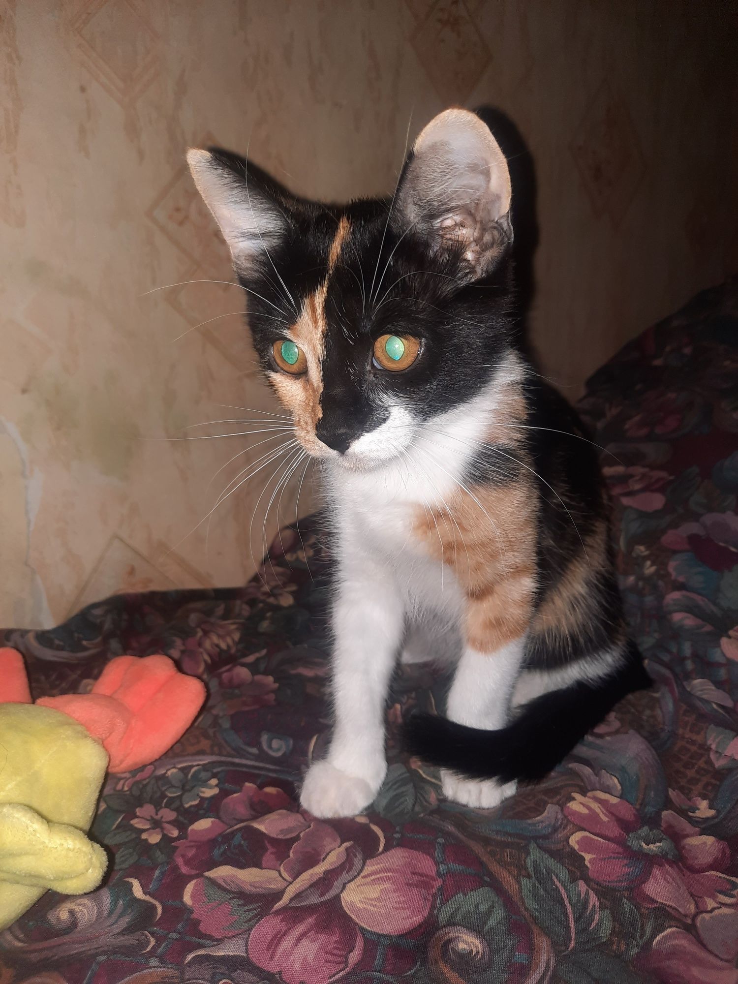 Котёнок ищет любящую семью