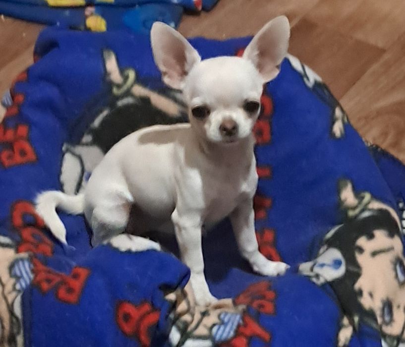 Дівчинка чихуахуа